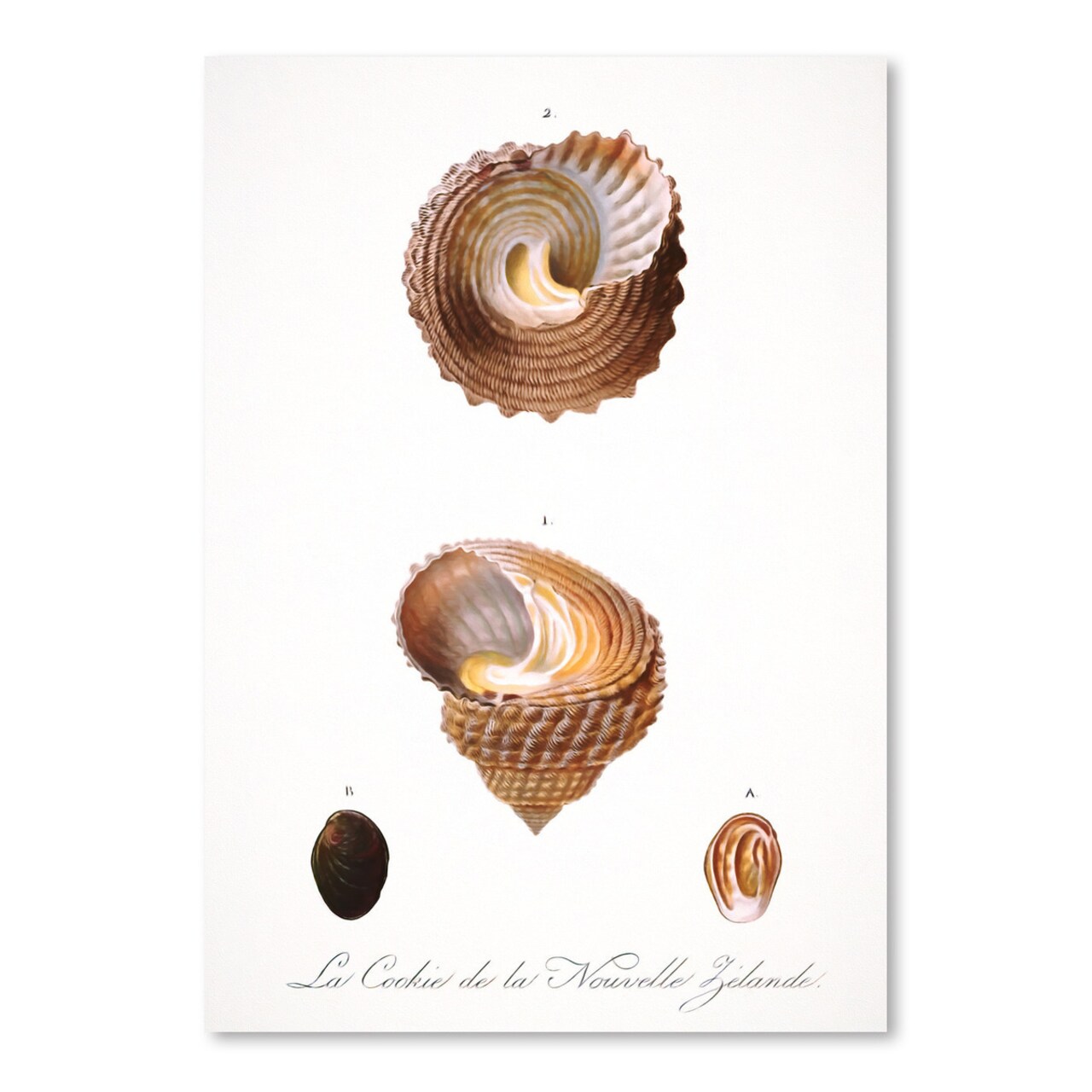 Vintage Sea Shells I by Chaos &#x26; Wonder Design  Poster Art Print - Americanflat